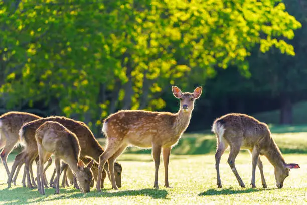 deers in the park eating and drinking