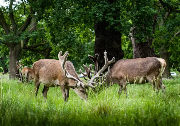 deers in the park eating grass