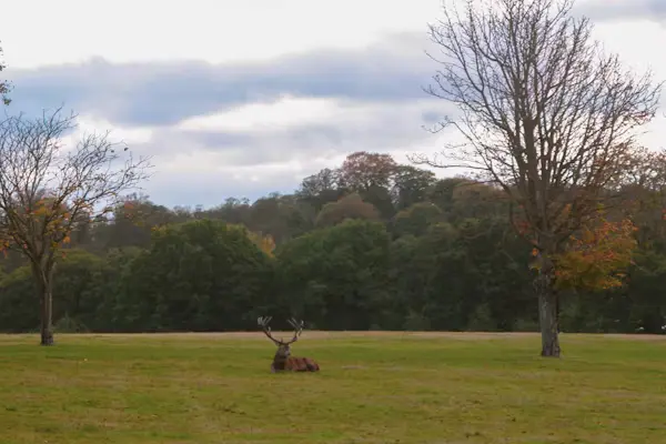 deer sitting in the park 